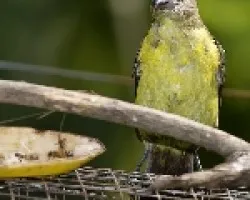 Ramphocelus flammigerus -- Flame-rumped Tanager - female 