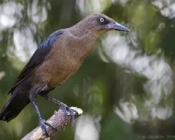 Quiscalus mexicanus juv