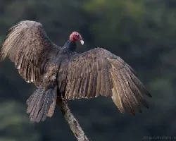 Turkey Vulture