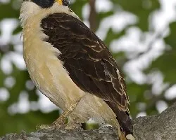 Laughing Falcon