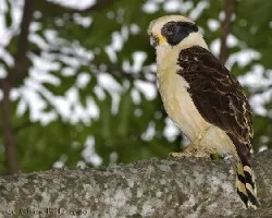 Laughing Falcon