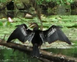 pato aguja