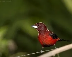 Tangara Dorsirroja (Ramphoselus dimidiatus) macho