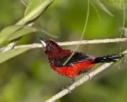 Ramphoselus dimidiatus