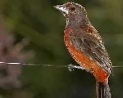 Ramphoselus dimidiatus