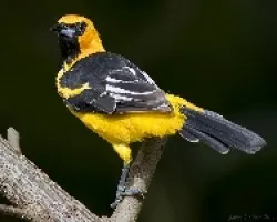 Spot-breasted Oriole (Icterus pectoralis)