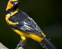 Spot-breasted Oriole (Icterus pectoralis)