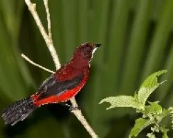 Tangara Dorsirroja (Ramphoselus dimidiatus) macho