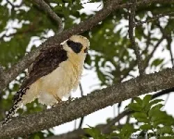 Laughing Falcon
