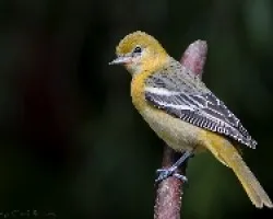 Icterus galbula (hembra)
