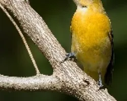 Icterus galbula (hembra)
