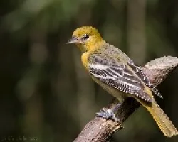 Icterus galbula (hembra)