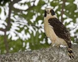 Laughing Falcon