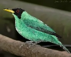 Green Honeycreeper macho