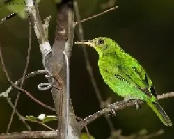 Green Honeycreeper macho juvenil