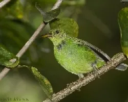 Green Honeycreeper hembra
