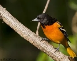 Icterus galbula (macho)