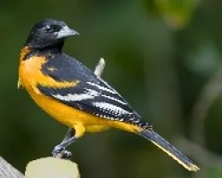 Icterus galbula (macho)