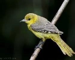 Orchard Oriole (Icterus spurius) hembra