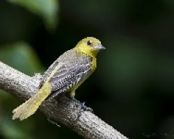 Orchard Oriole (Icterus spurius) hembra