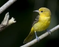 Orchard Oriole (Icterus spurius) hembra