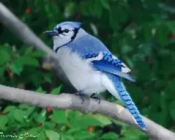 Blue Jay