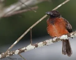 Tangara Dorsirroja (Ramphoselus dimidiatus)