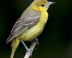 Orchard Oriole (Icterus spurius) hembra