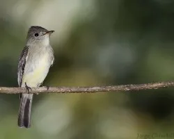 Contopus cinereus