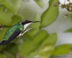 Purple-crowned Fairy hembra