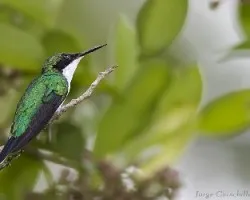 Purple-crowned Fairy hembra