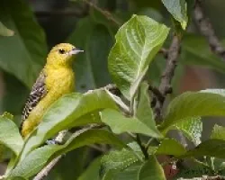 Orchard Oriole (Icterus spurius) hembra