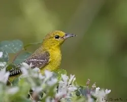 Orchard Oriole (Icterus spurius) hembra