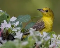 Orchard Oriole (Icterus spurius) hembra