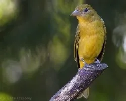 Piranga Rubra Hembra