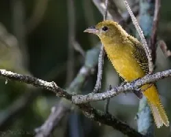 Piranga Rubra Hembra