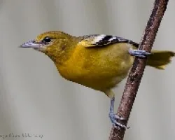Icterus galbula (hembra)