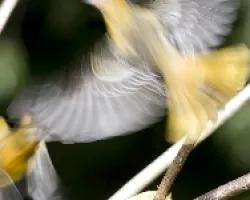 Fractal de Baltimore Oriole