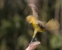 Fractal de Orchard Oriole