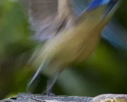 Fractal de un Motmot