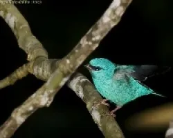Blue Dacnis