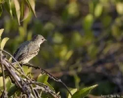 Myiarchus panamensis
