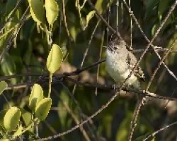 Myiarchus panamensis