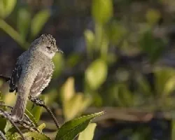 Myiarchus panamensis
