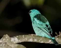 Blue Dacnis