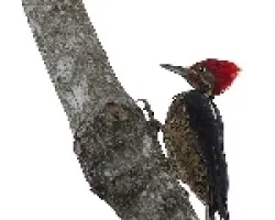 Lineated Woodpecker macho