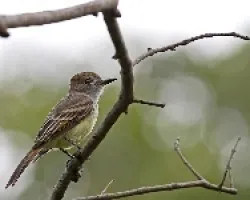Brown-crested Flycatcher