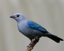 Blue-gray Tanager
