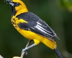 Spot-breasted Oriole (Icterus pectoralis)