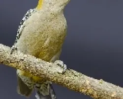 Hoffmann`s Woodpecker